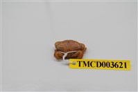 藏品(黑點皺蟹)的圖片